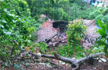 Monsoon Wreaks Havoc in Kerala, Death Toll Rises to 56